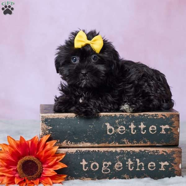 Abby, Shorkie Puppy